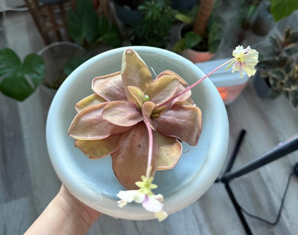 Repotting Razzberry Blonde Ping