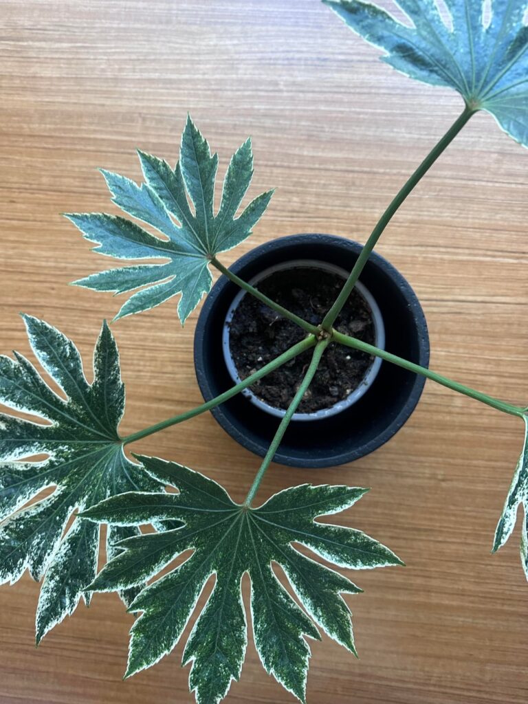 Variegated Fatsia japonica didn’t expect to love this plant so much