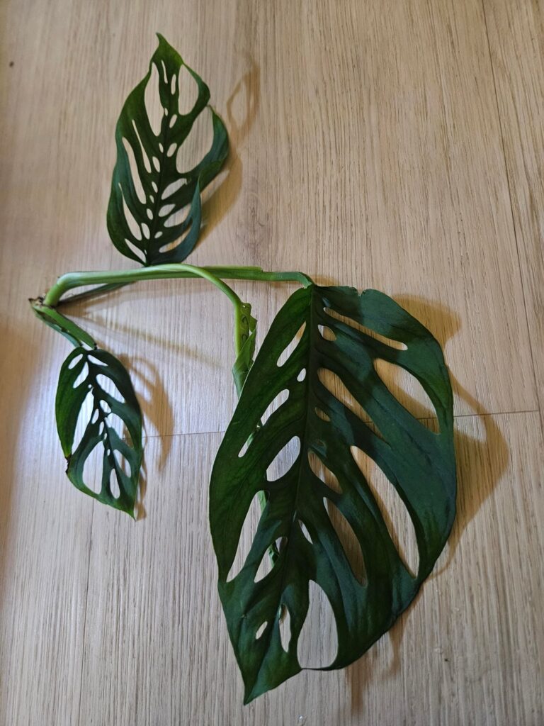 ID my monstera
