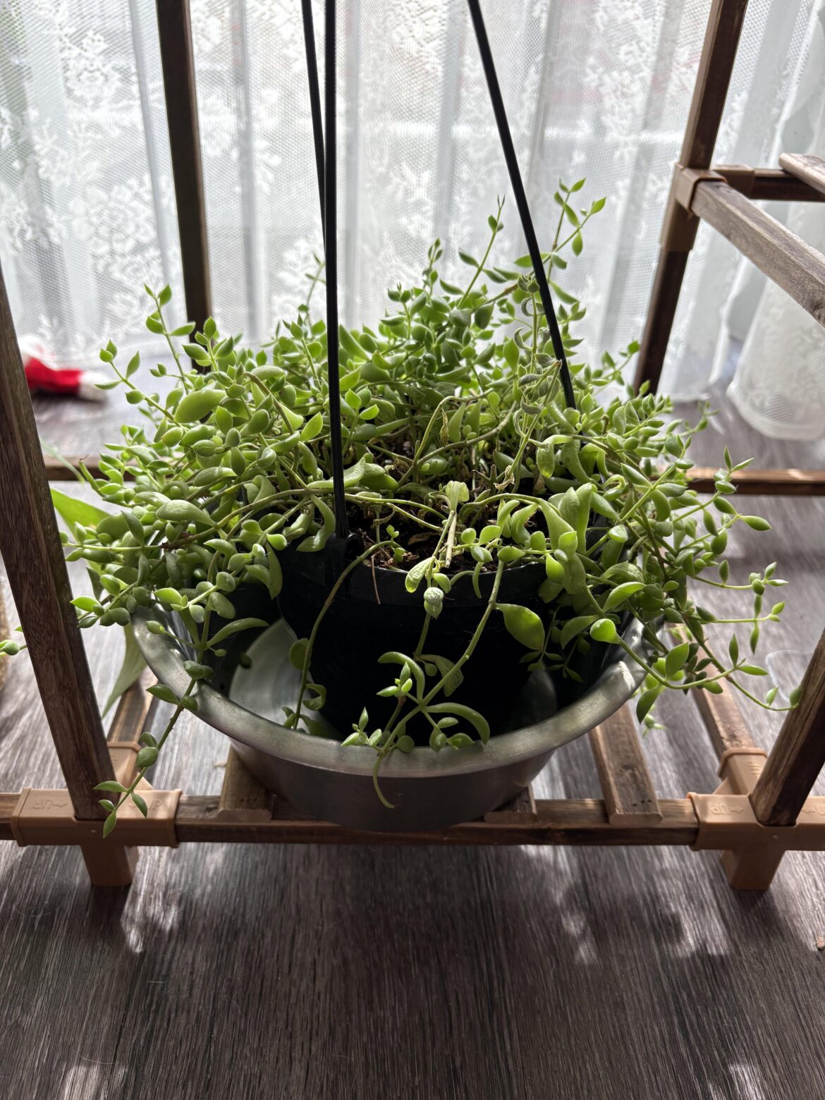 what plant is this and how do i take care of it?