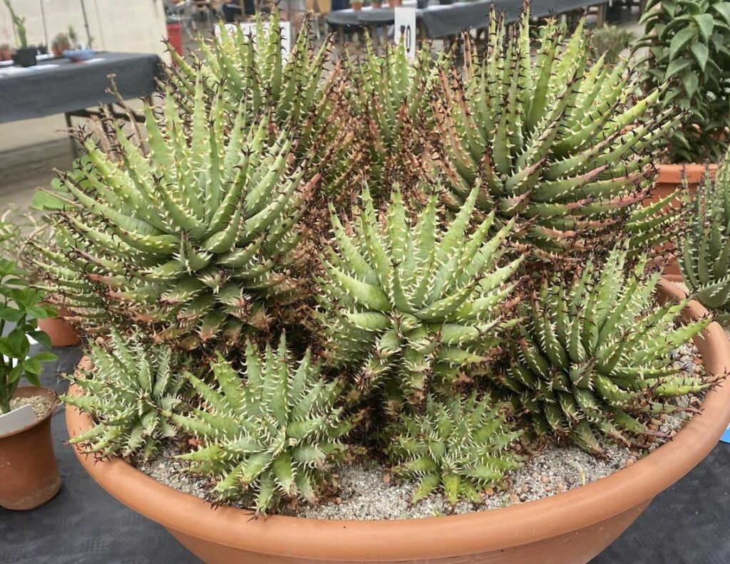 A huge Aloe clump (of some sort) at our National show a while back