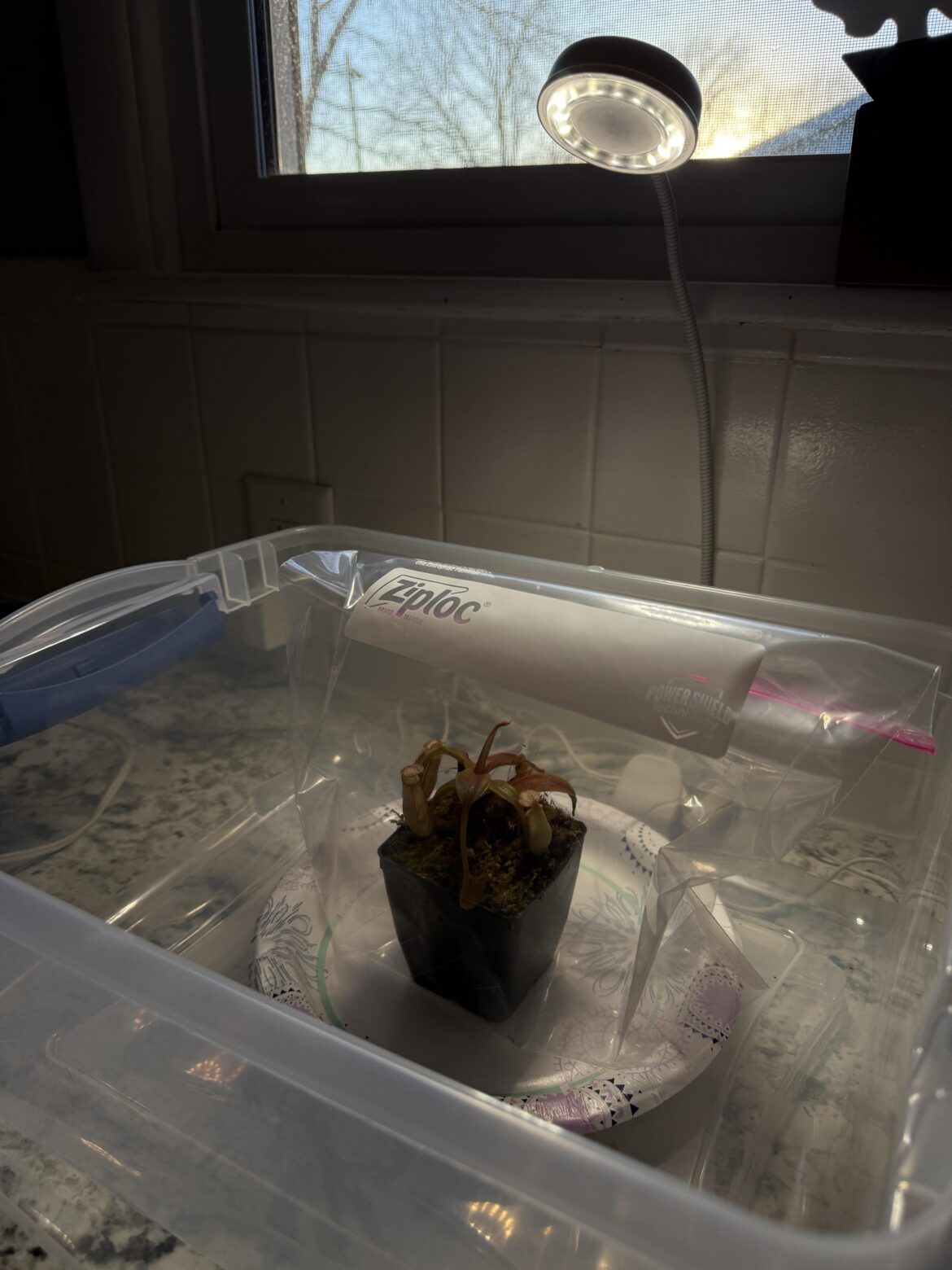 First time Nepenthes owner needing advice