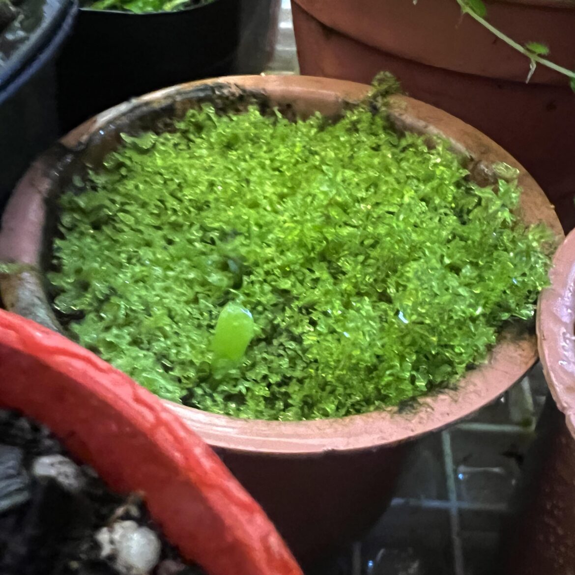 My fave part of this hobby—the unexpected visitors