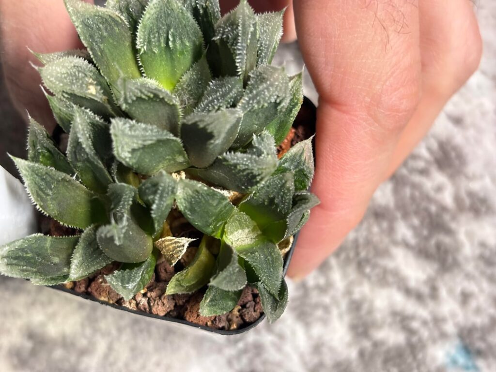 Powdery substance on top of new growth… What could it be?