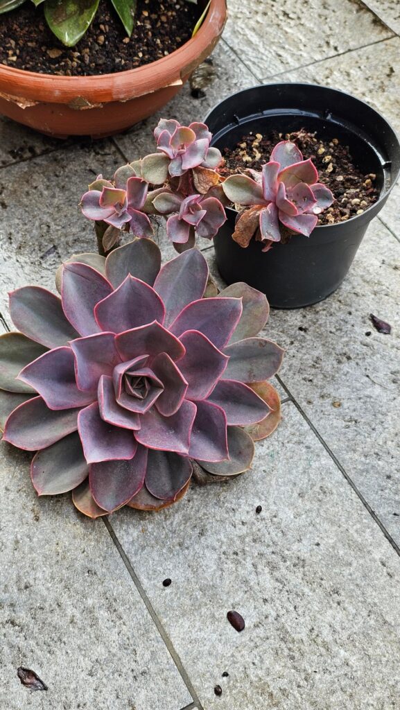 Echeverias are happy and have buds (and even some blooms).