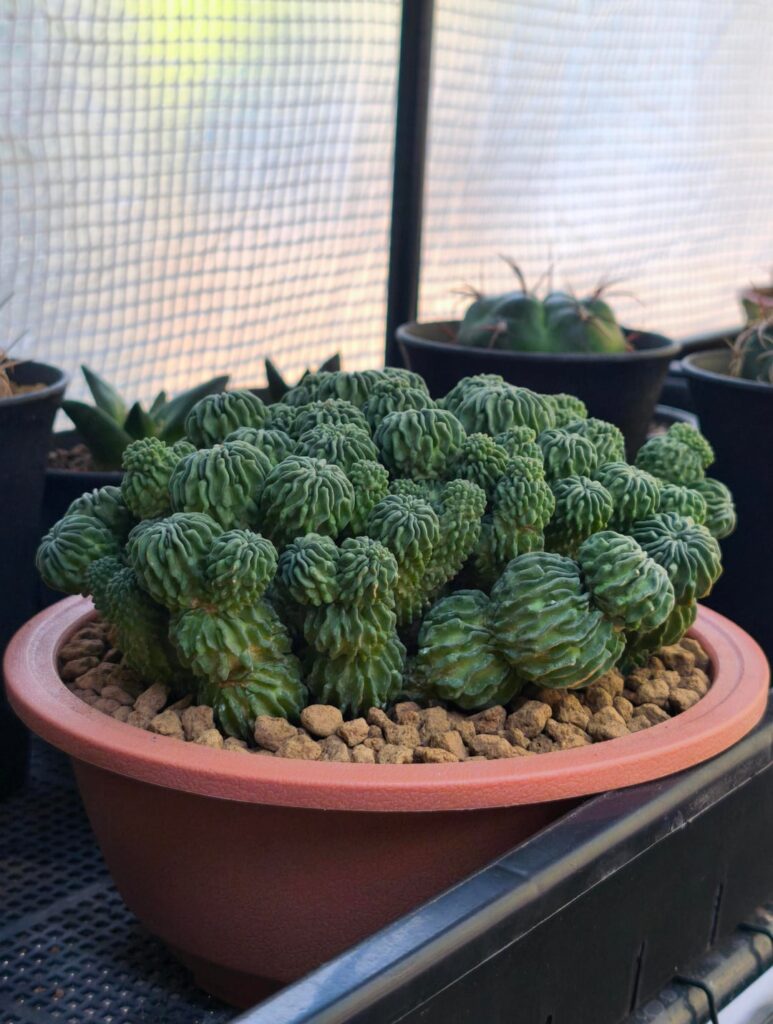 My clump of Stenocactus multicostatus f. inermis (aka Sperm Cactus) 🌵💫