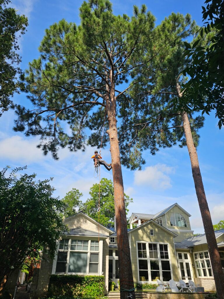 Loblolly Pines of Austin