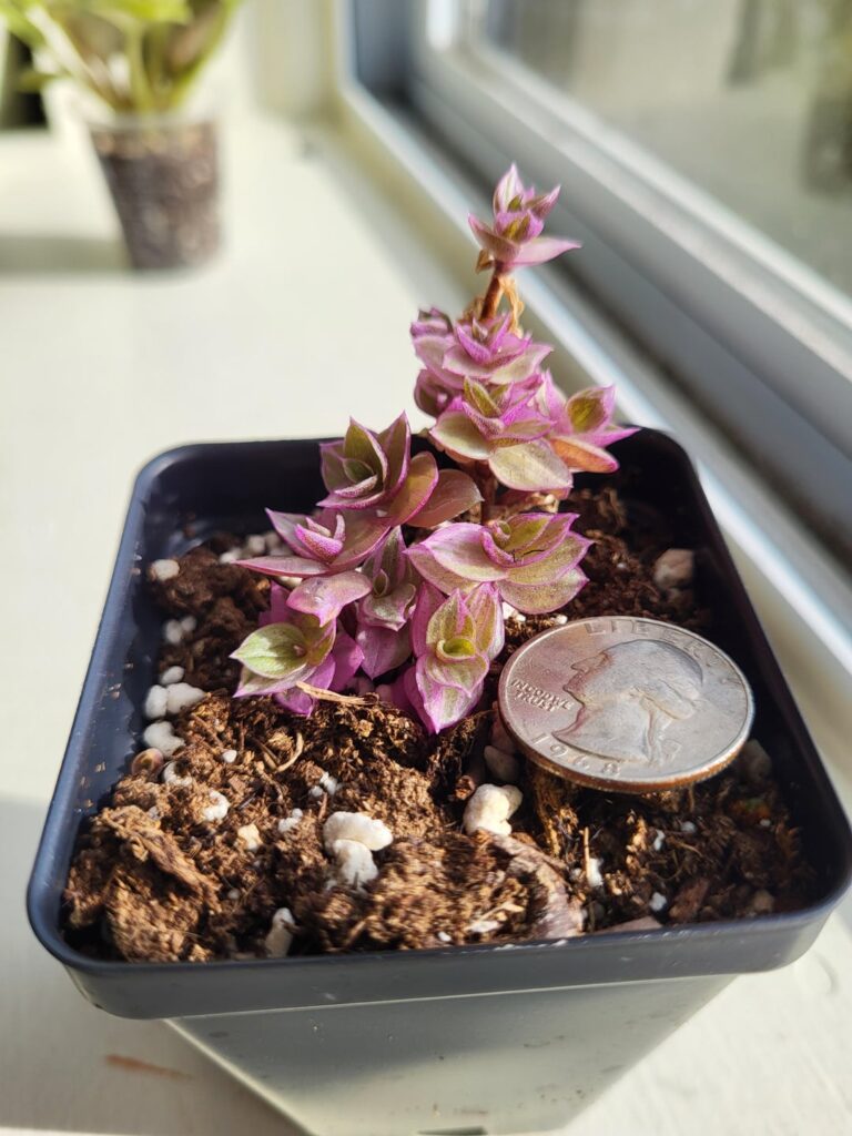 This was sold to me as a Tradescantia "Pink Panther" but the leaves seem smaller, shinier, and thicker than pictures of that species I have found (quarter for scale)