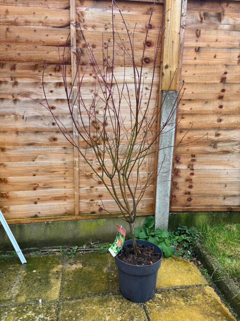 Deal of a lifetime? Advice on mother tree development :)