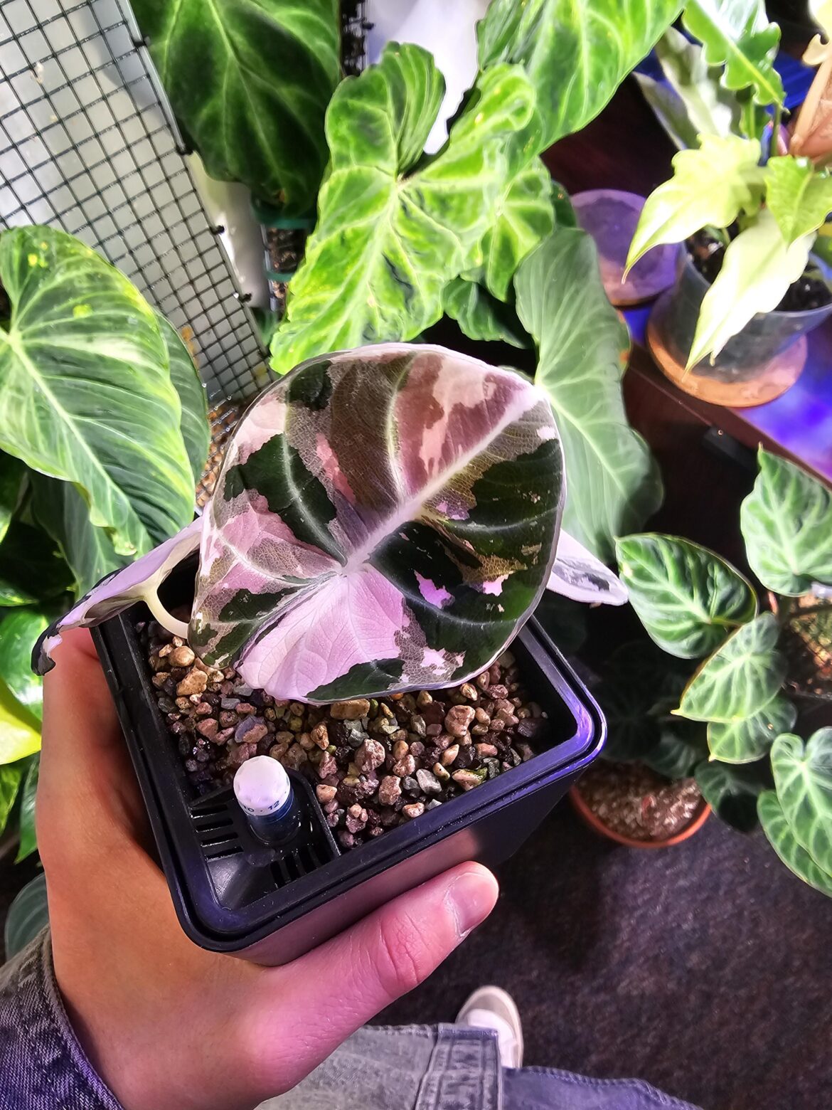 My Alocasia Pink Black Velvet just put out this stunning leaf