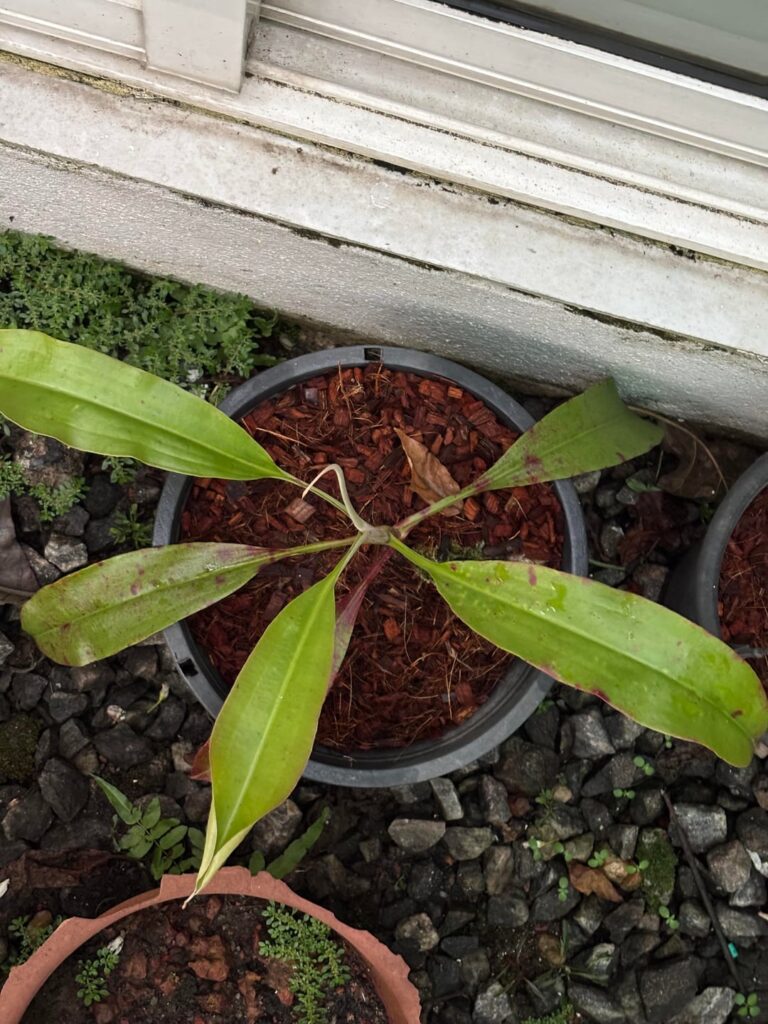 Pure rafflesiana? How likely is it that this could be one? Please help in identifying this plant with almost no pitchers. Pure rafflesiana? How likely is it that this could be one? Please help in identifying this plant with almost no pitchers.