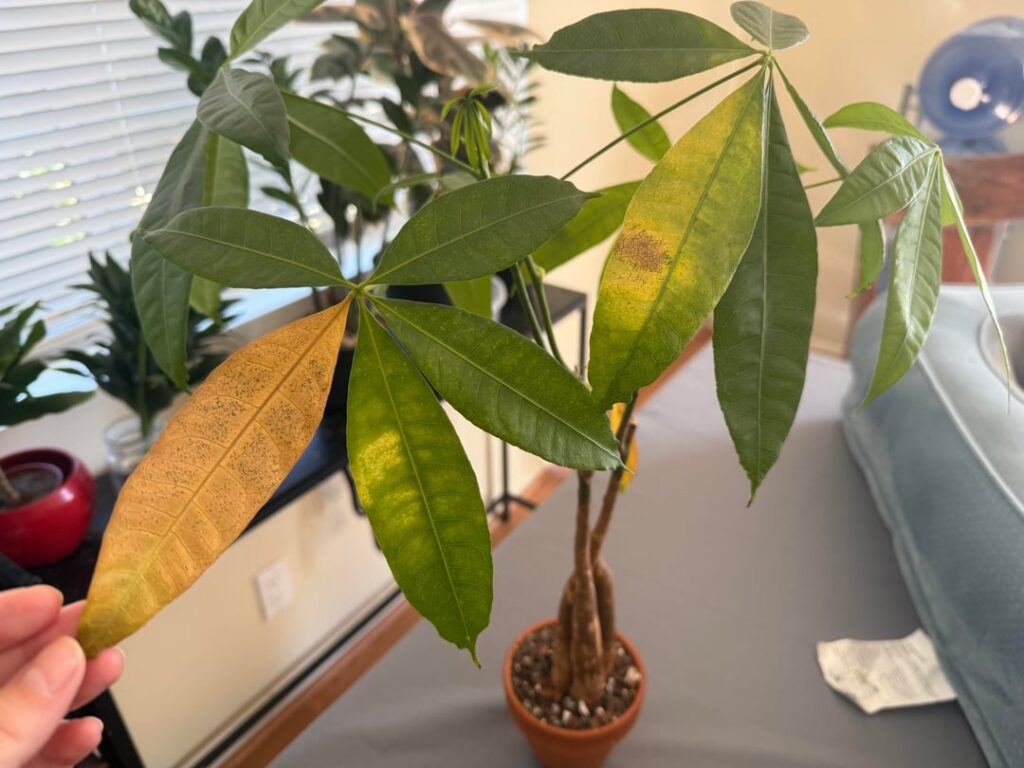 Money tree help!