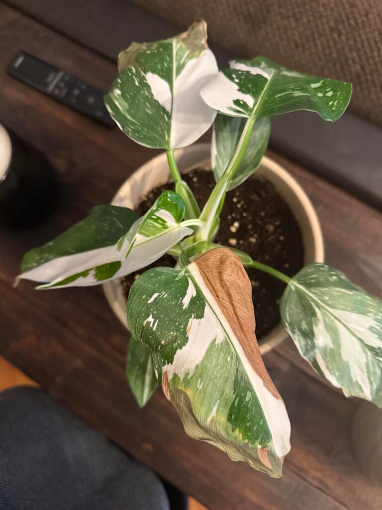 Help!! I don’t know what to do!