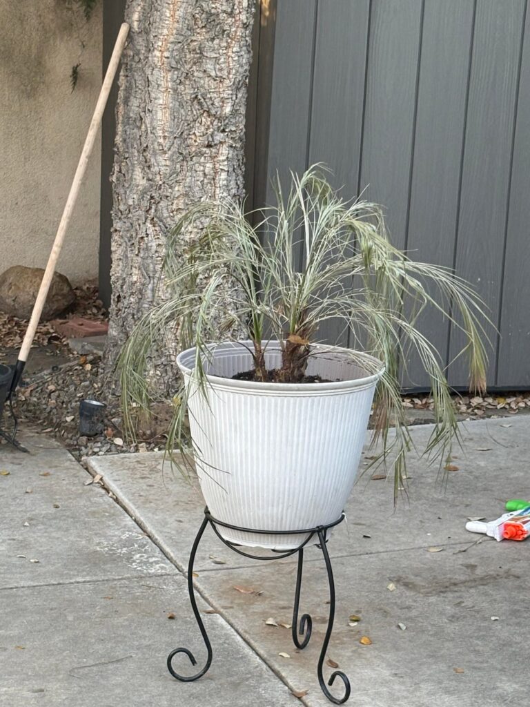 Trying to save our palms