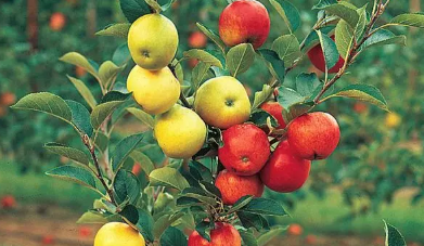 4 in 1 apple cocktail tree, with apples of red and green colors 