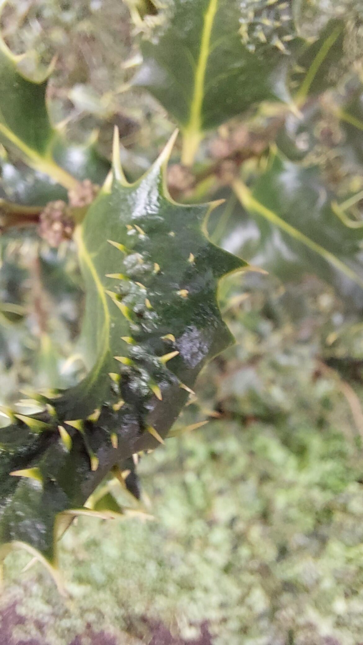 What is going on with this holly?