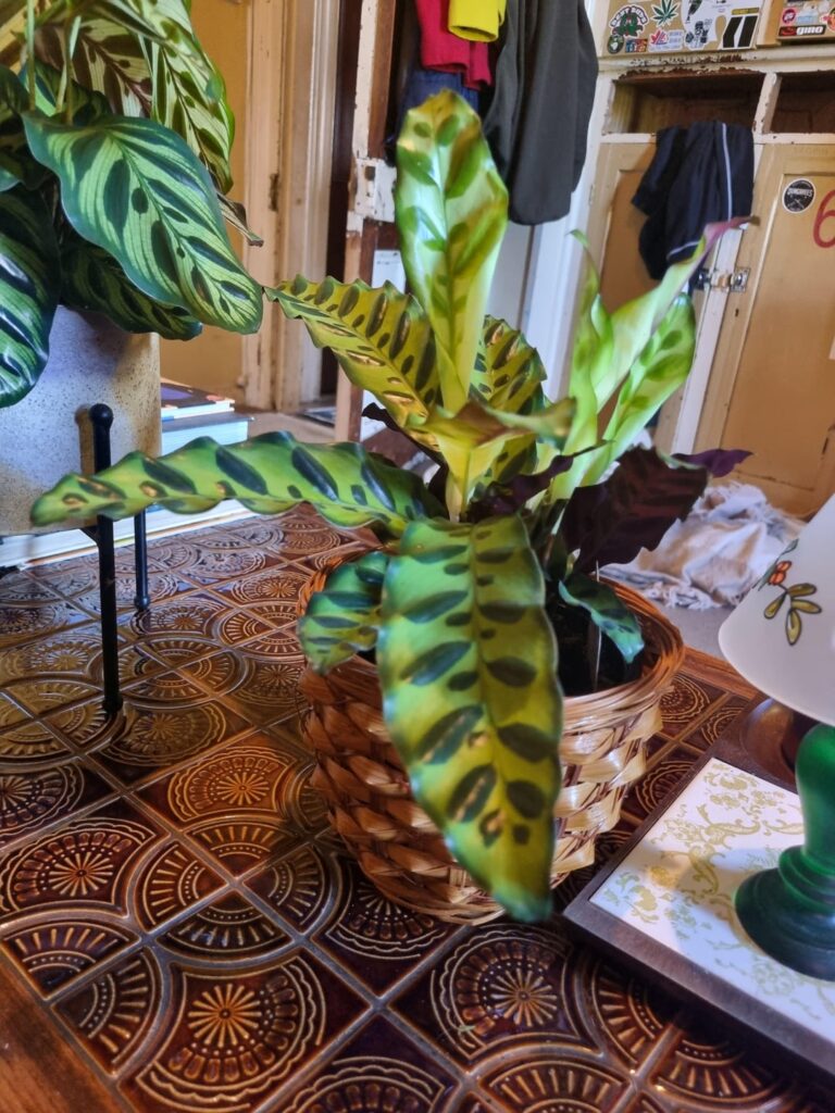 These arrived in the post today