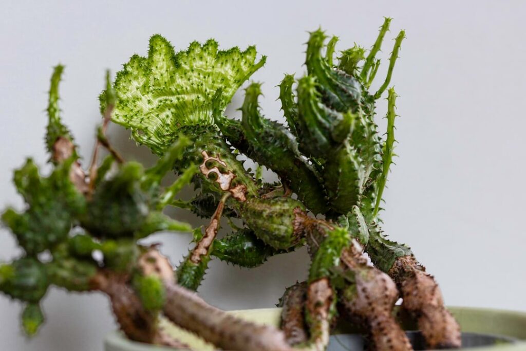 Euphorbia is producing this ‘broad leaf’ for the first time in many years