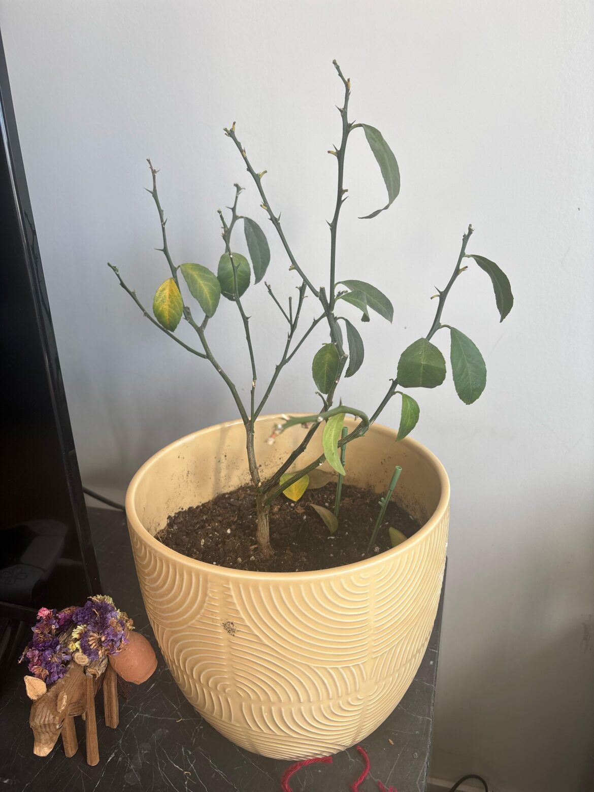 My Indoor Lemon Tree Suddenly Dropped All Its Leaves My Indoor Lemon Tree Suddenly Dropped All Its Leaves