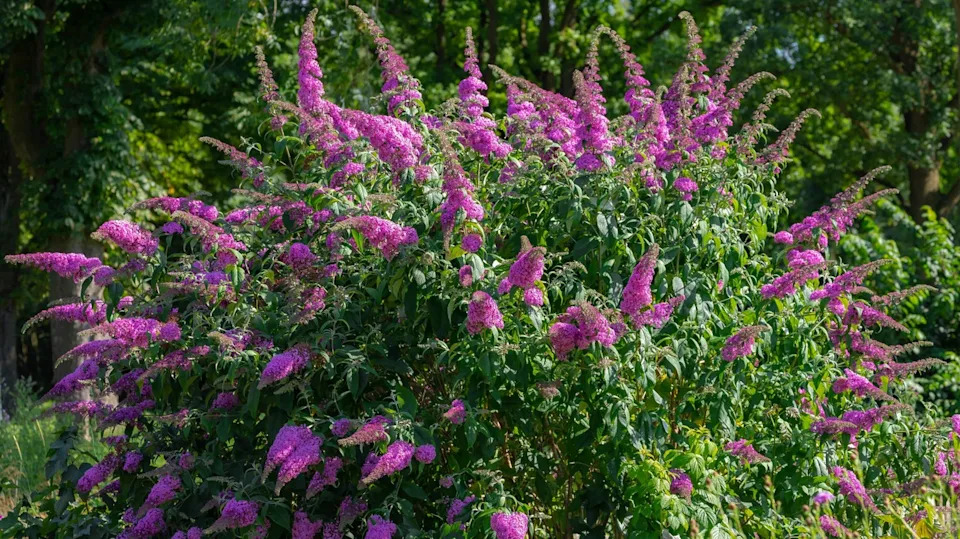 Selective focus of violet blue flower Summer lilac (Vlinderstruik) Buddleja davidii, Butterfly-bush or Orange eye is a species of flowering plant in the family Scrophulariaceae, Nature background.