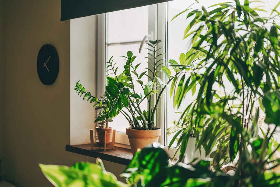 Young woman caring her plants at home do plants go dormant in winter