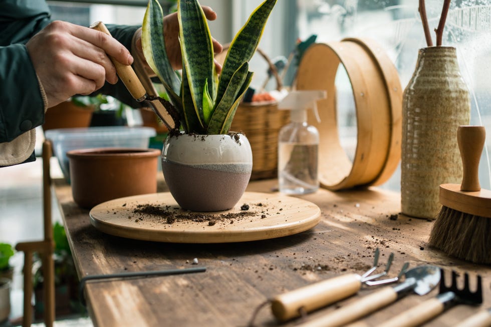 Indoor plants ready for care