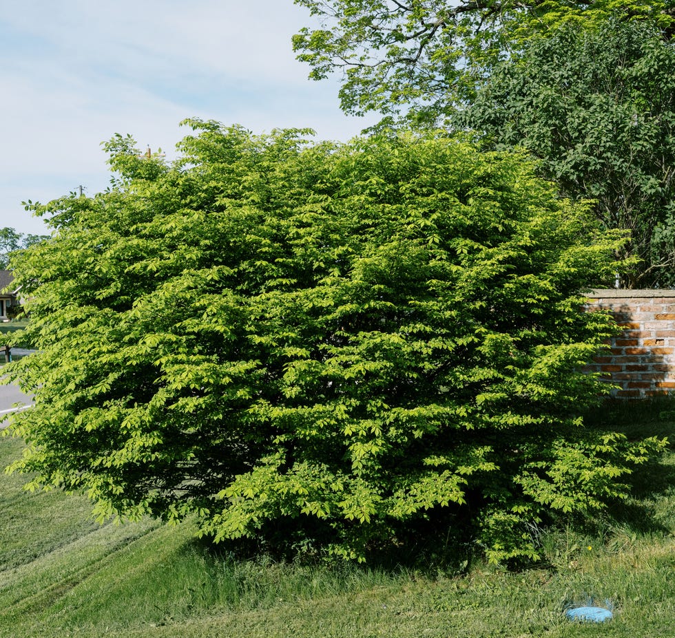 how to prune overgrown shrub