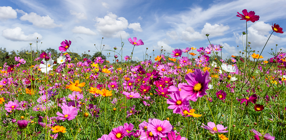 wildflowers