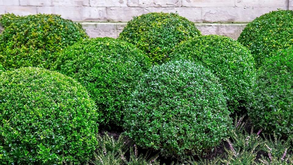 rounded boxwood bushes.