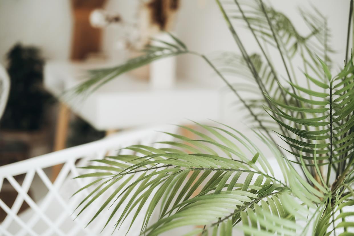 Close up view of decorative palm tree in blurred room.