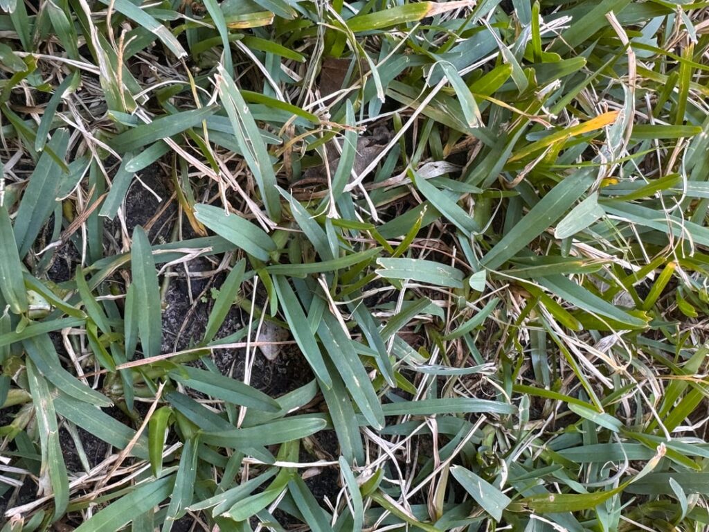 What Grass Do I Have? [Zone 9b]