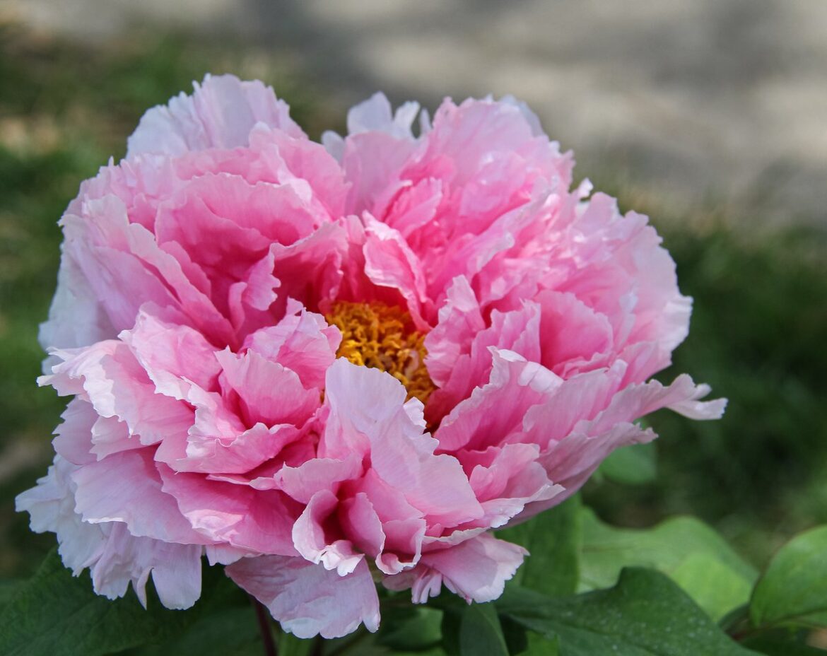 Historic Homes Featured on 2026 Old Town Alexandria Tour