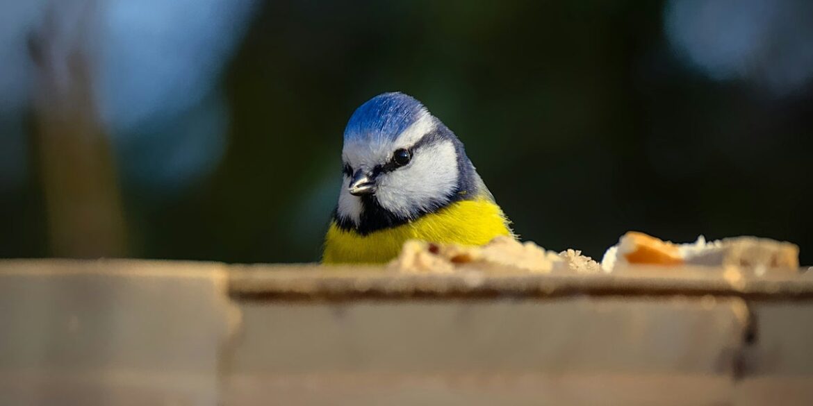 Warning Issued Over Potentially Deadly Bird Feeder Mistake In UK Gardens