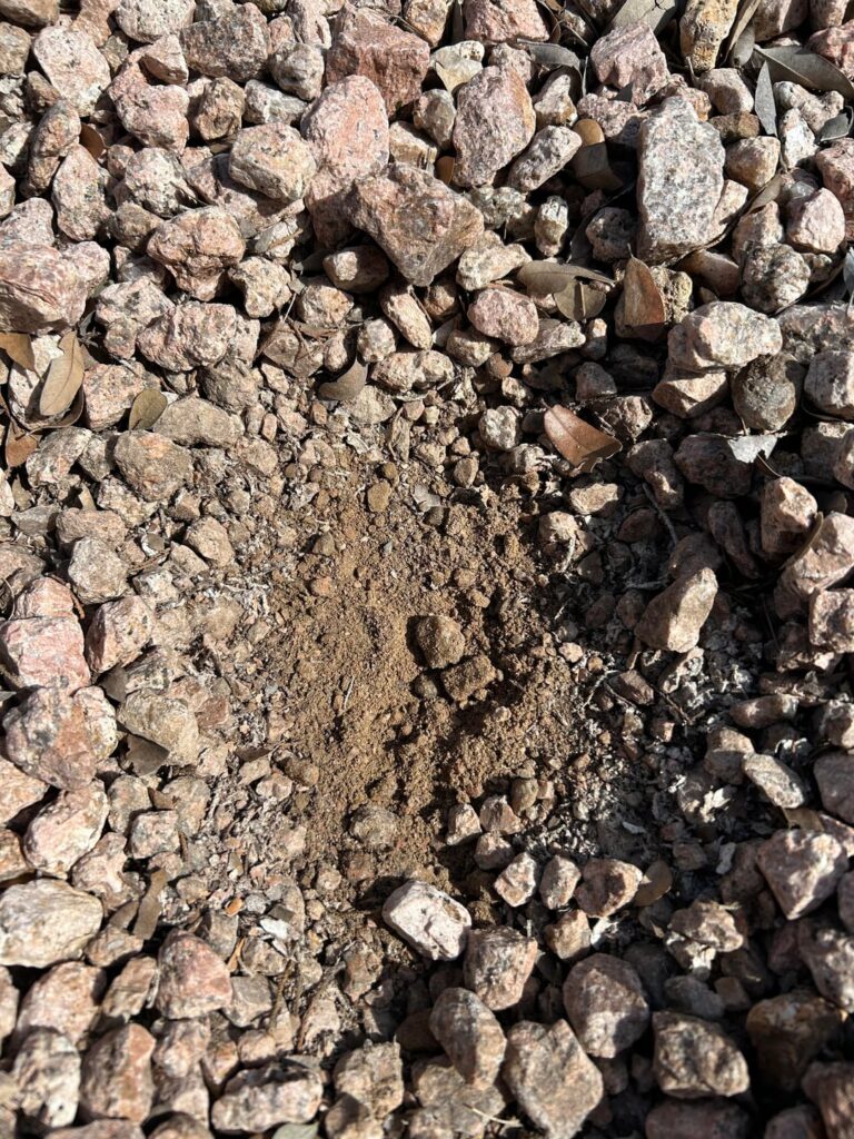 Any idea how to amend this strange builders soil for natives? It’s almost sandy.