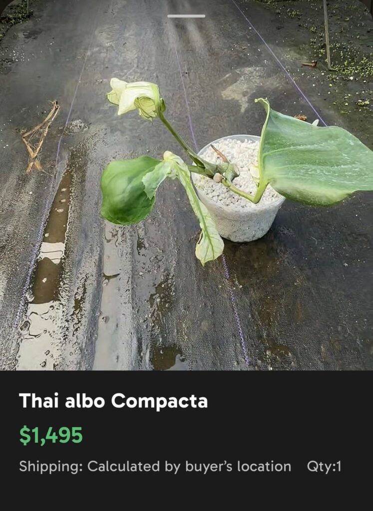 How did we get here?