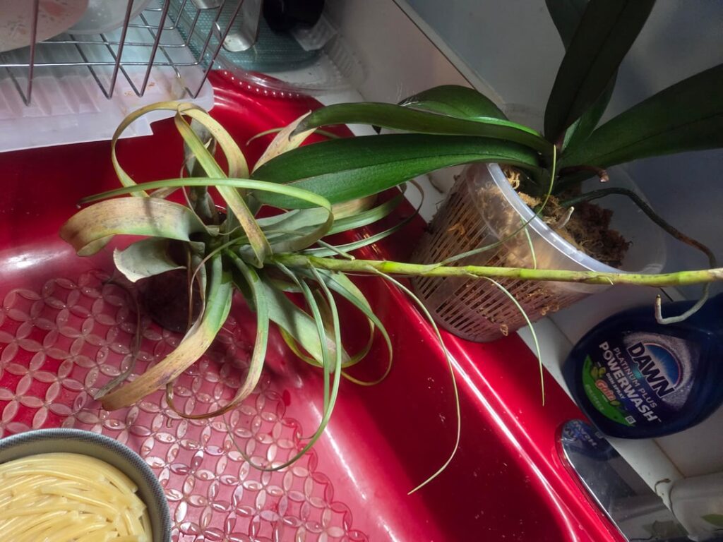 Help, I found it on the side of the road.