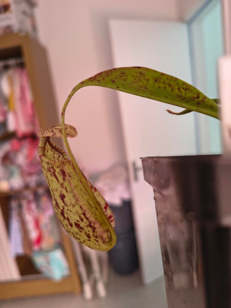 Is this a rafflesiana?