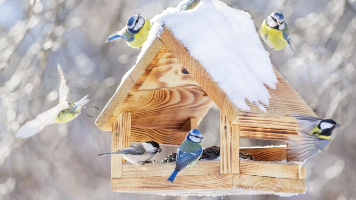 Why Gardeners Should Care About the Great Backyard Bird Count