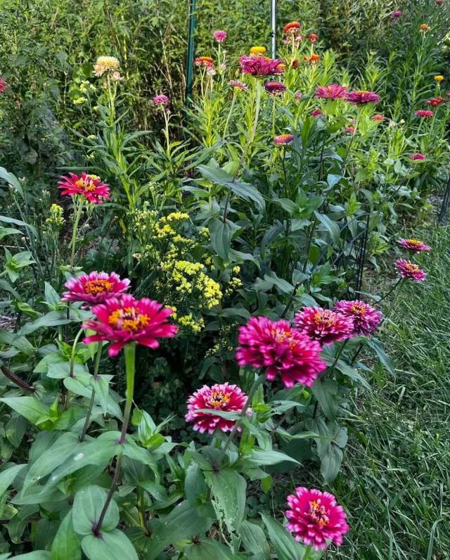 Gardening as an ongoing practice and the related community of people I have met through it has kept me alive through the last half decade.