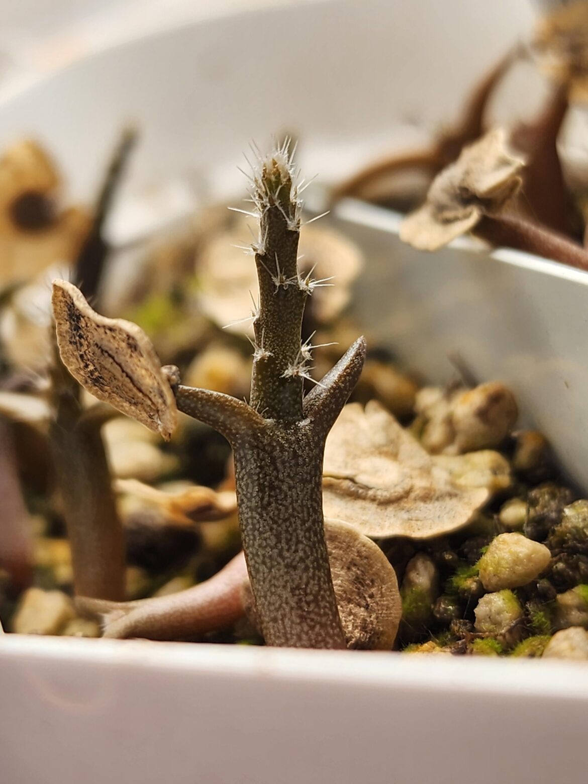 A seedling of Pterocactus kuntzei