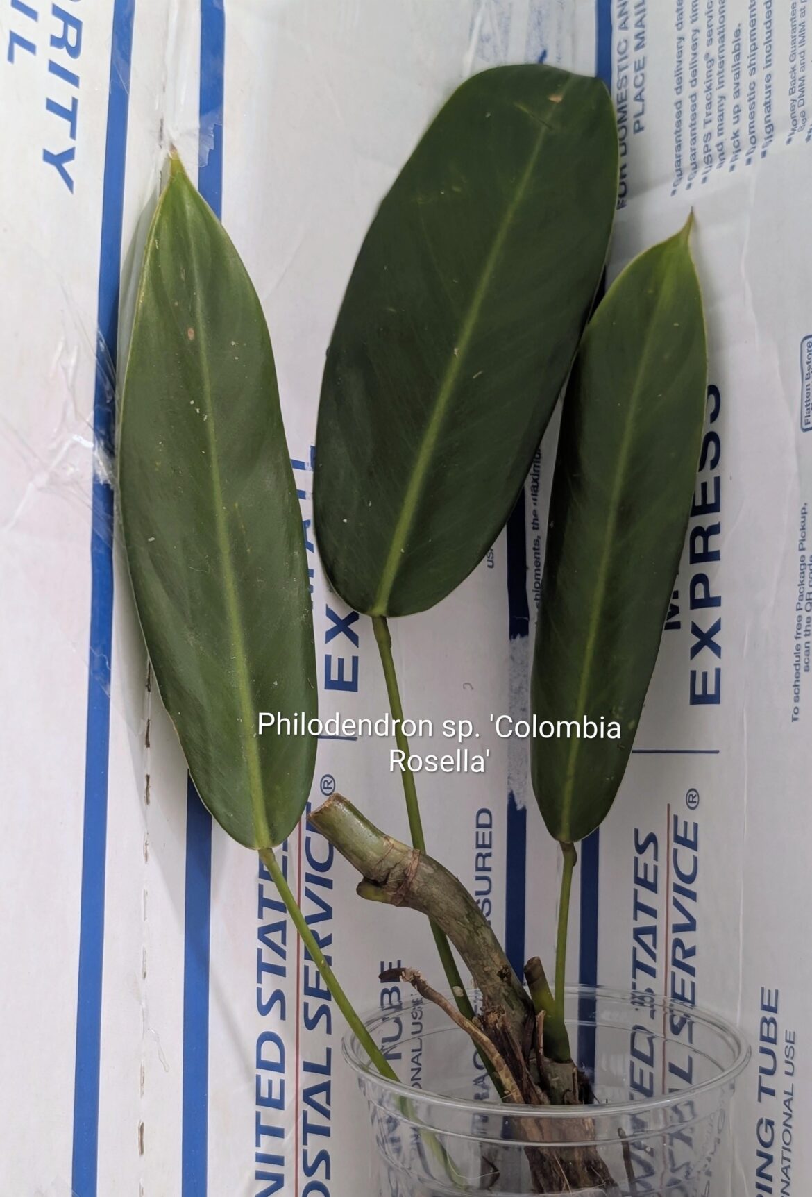 Philodendron sp. 'Colombia Rosella'