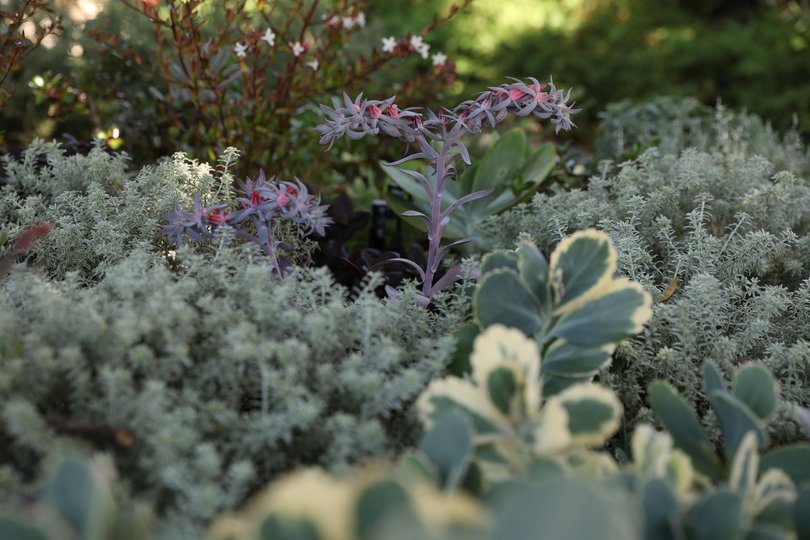 The Sunday Times is featuring the garden of Stephanie Broley for the Gardens WA feature. Picture: Justin Benson-Cooper