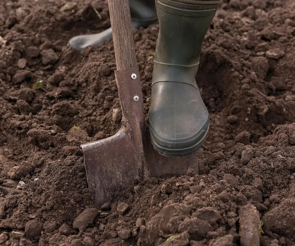 A person digging garden soil using a spade