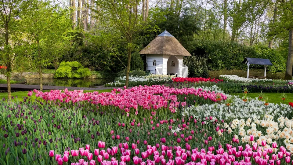 Panoramic view of scenic Keukenhof gardens in Lisse, Netherlands with bright flower display.