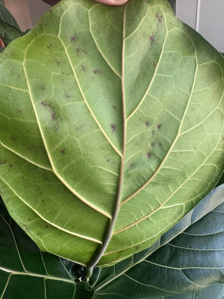 A Dramatic Leaf or Something More Sinister?