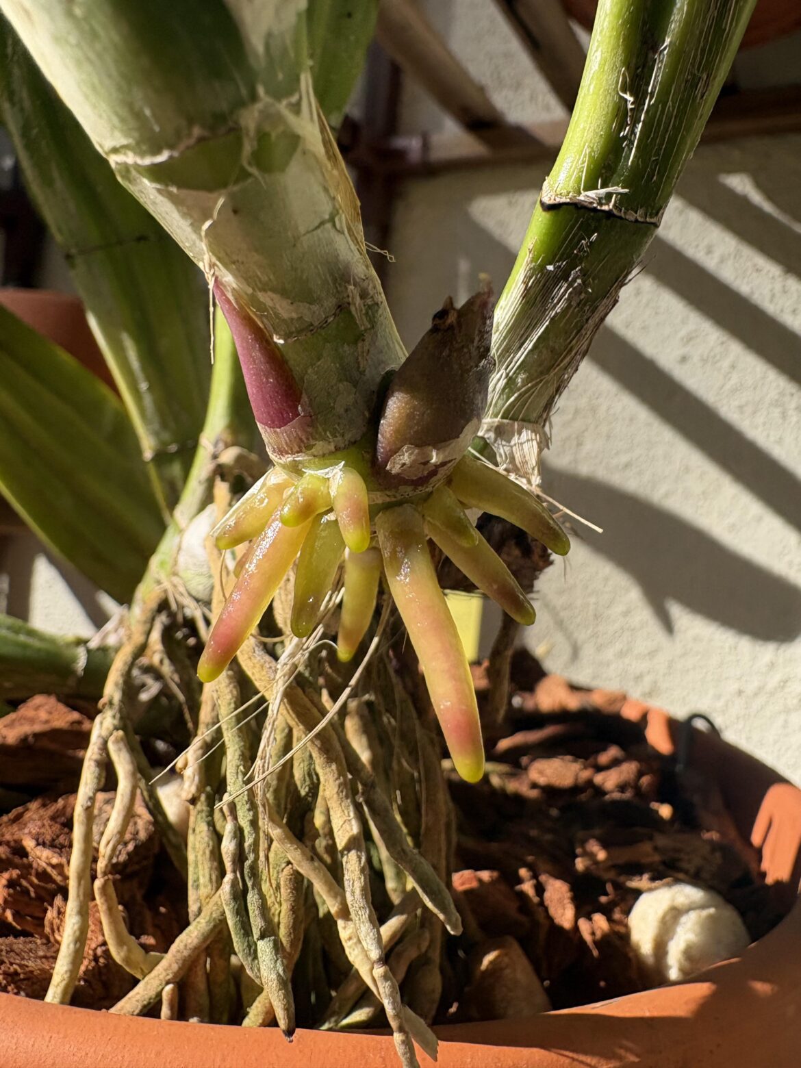 Who else loves staring at new root growth?