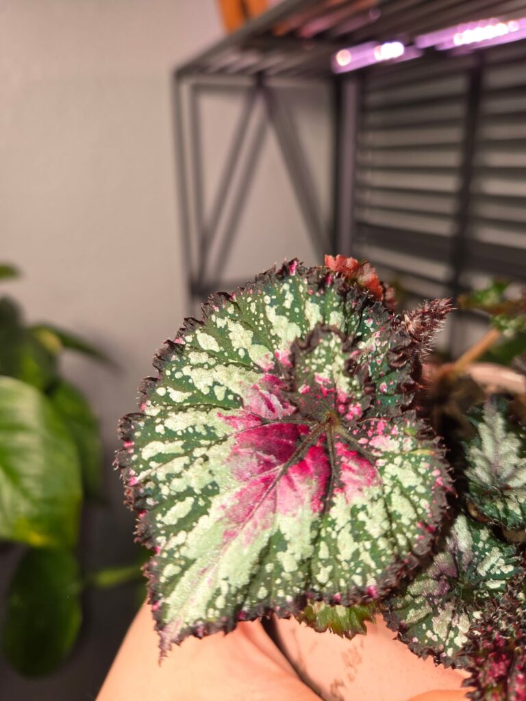 Please tell me her fancy name?