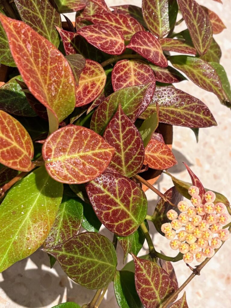 Currently stealing the show from all my other hoyas..