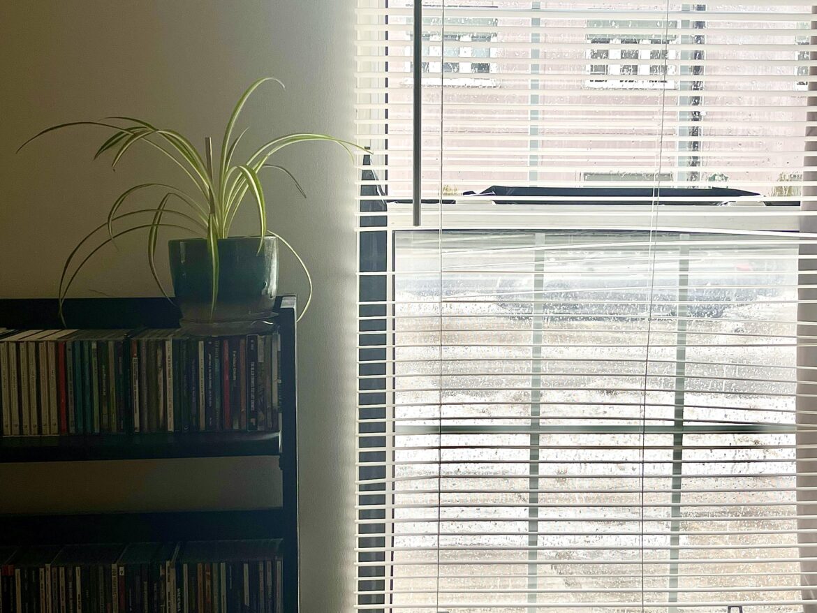 Is this a good spot for my spider plant? Is this a good spot for my spider plant?