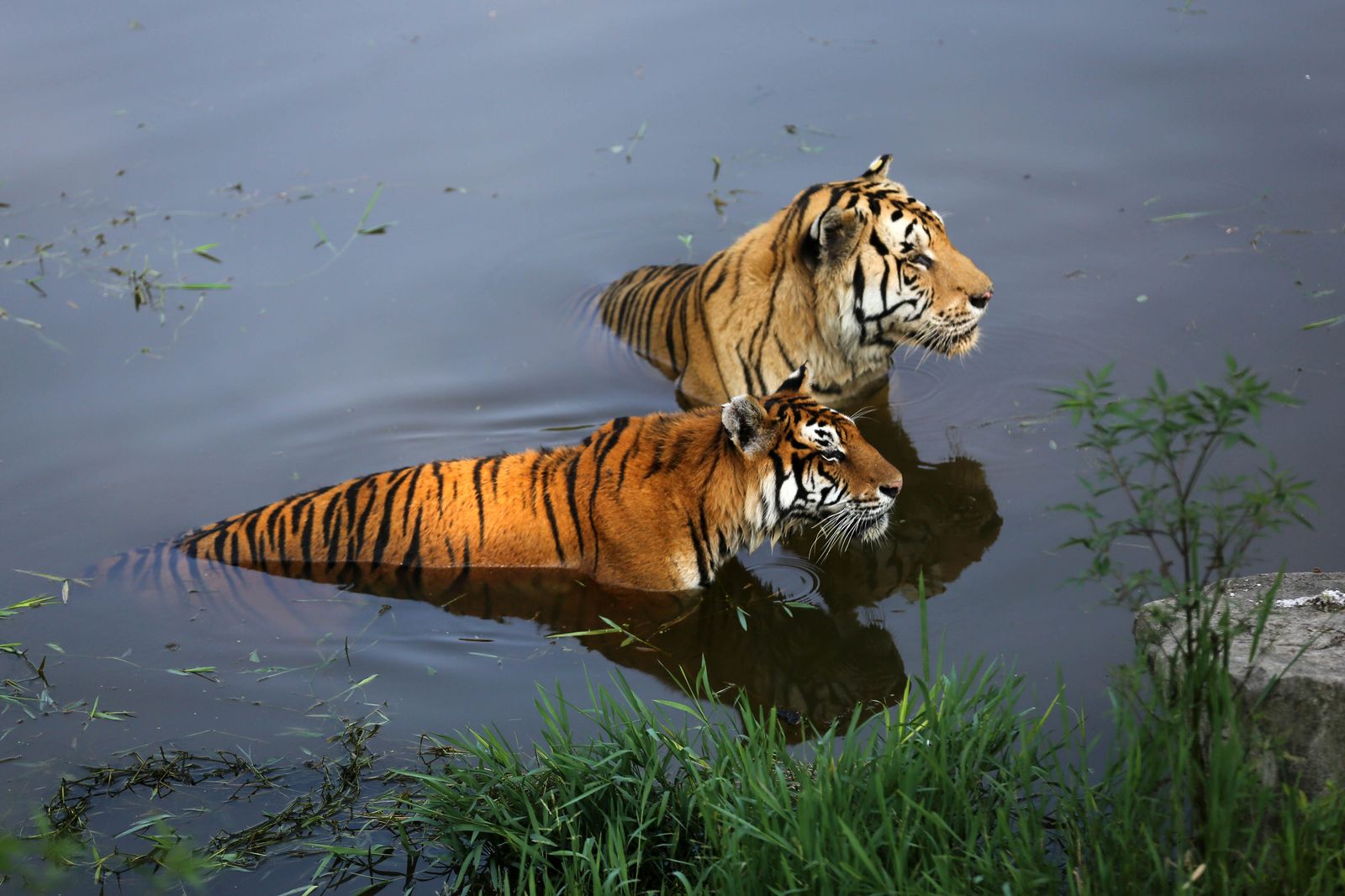 Image may contain Animal Mammal Tiger and Wildlife